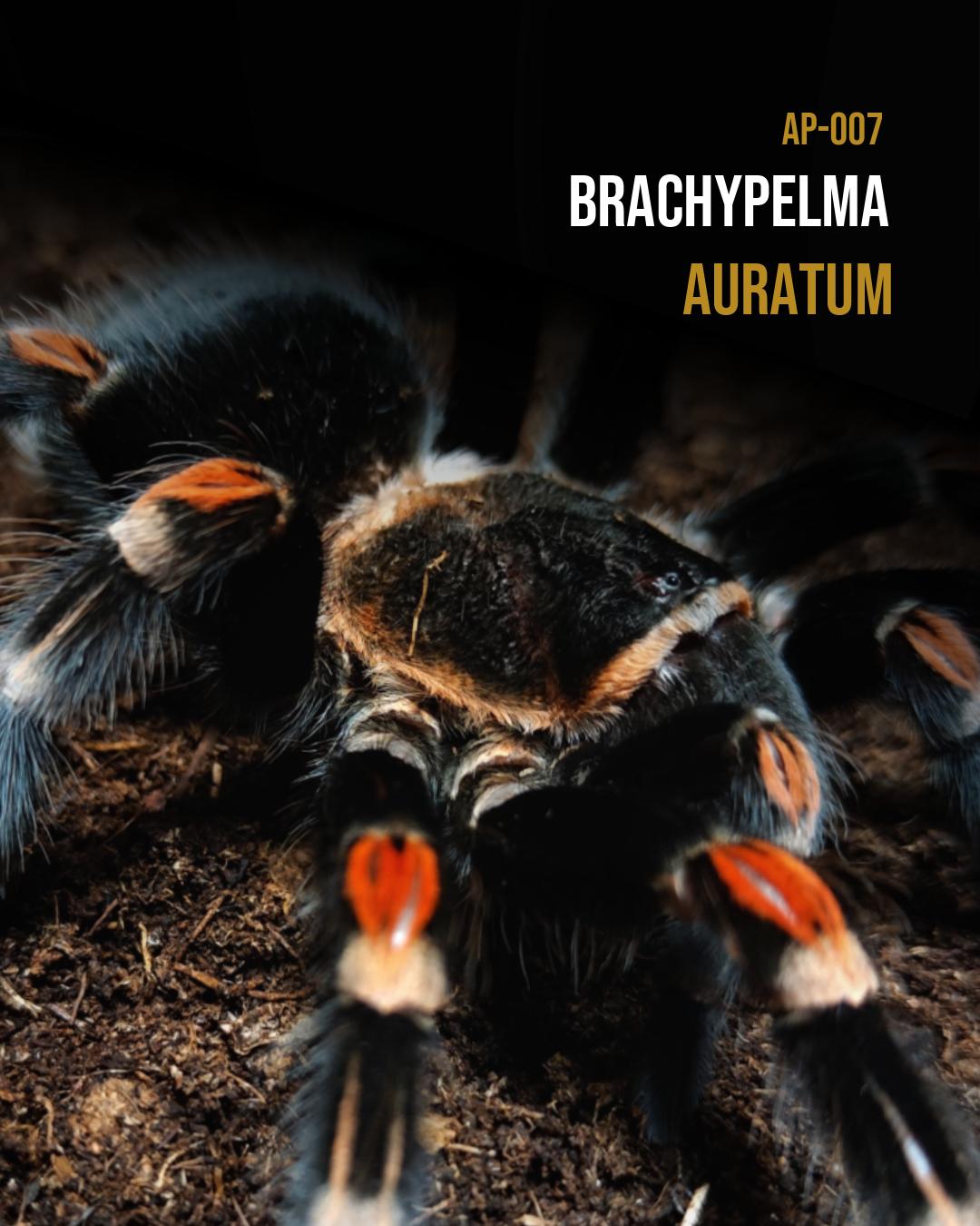 Brachypelma auratum